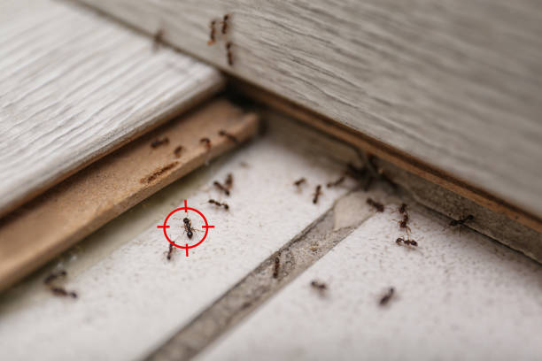 Best Best Pest Control Companies  in Taos, NM