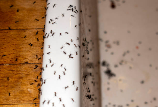 Best Residential Pest Control  in Taos, NM